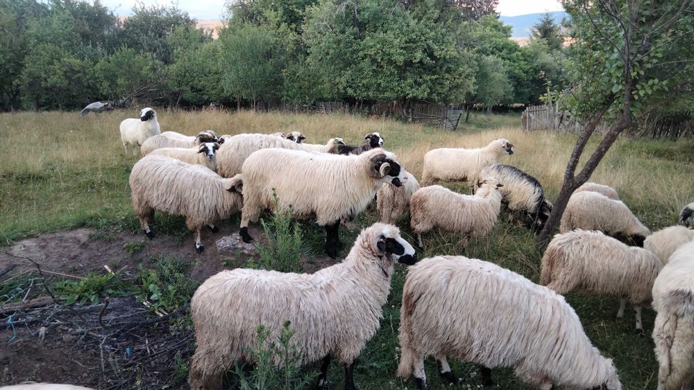 Animale oi breze