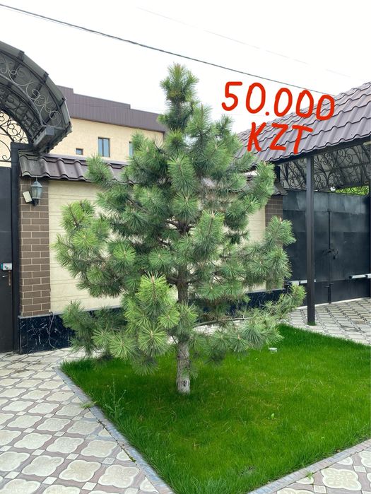 Елки, Туя, Деревья