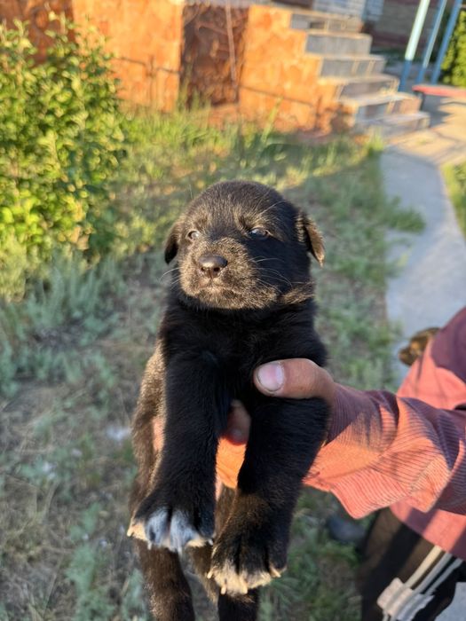 Продам щенков(сучек), немец