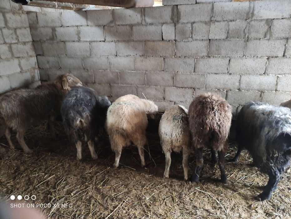 Бараны котные и не котные