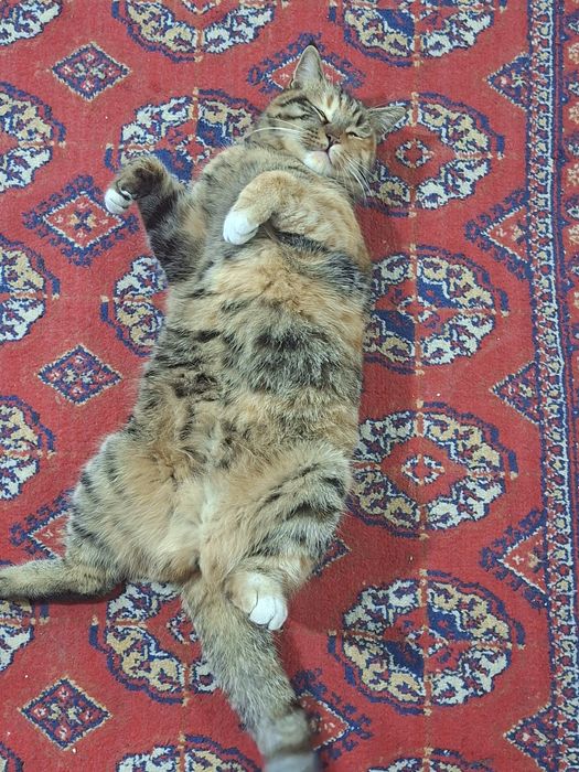 От дам добрые руки очень послушные