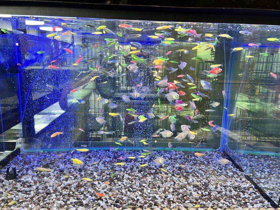 Akvarium dekarativ baliqlar keng asartimentda sotiladi