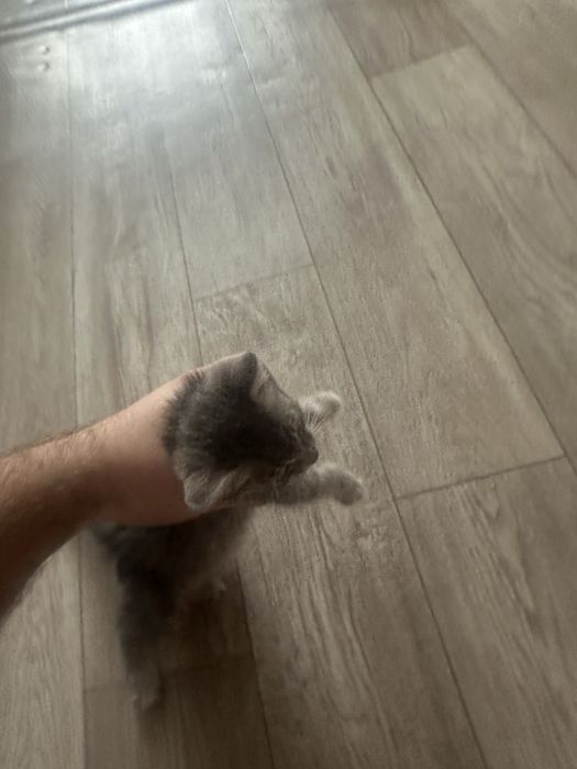 Кот в добрые руки