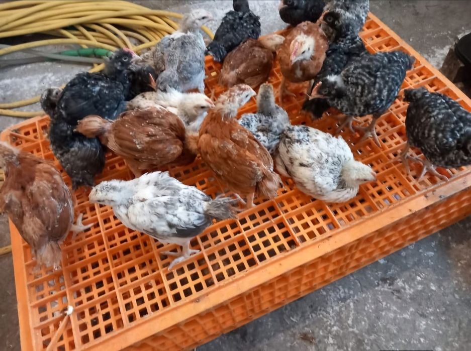 Pui diferite rase + rățuște Preț bun !!!