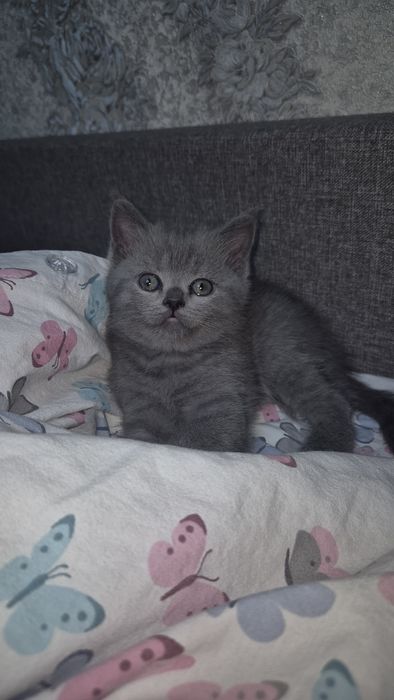 Котята (Шотландские)