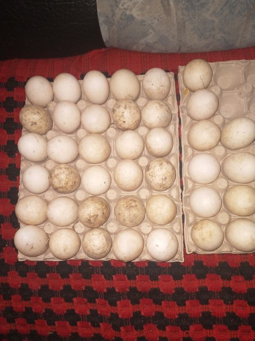 Rățuște metis cayuga și ouă
