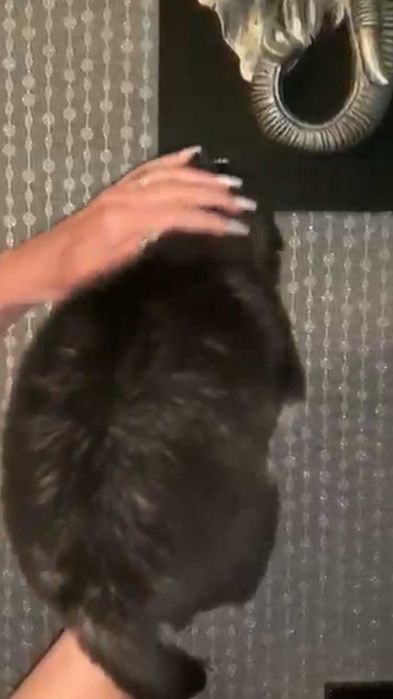 голубоглазый мальчик хаски