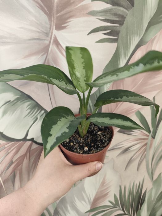 Комнатные растения