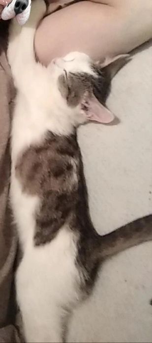 Отдам в добрые руки 2 котят