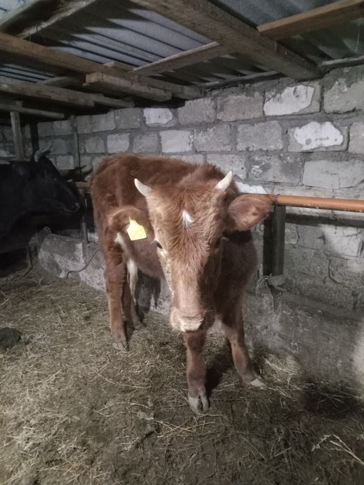 ұрғашы баспақ сатылады