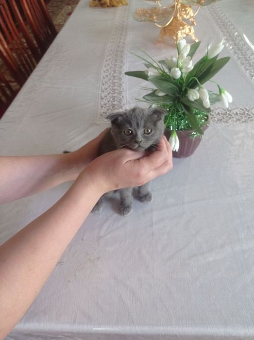 Шотландский вислоухая кошка и кот