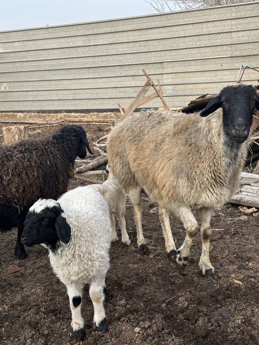 Қозылы қойлар сатылады