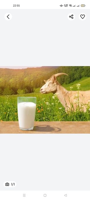Продам козье молоко