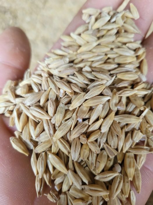 Арпа ячмень арпа ұрық