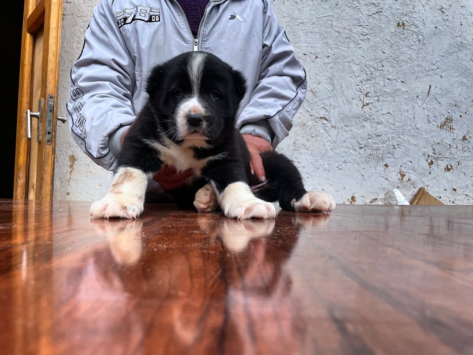 Щенок Туркменского Алабая ( Супер гигант )