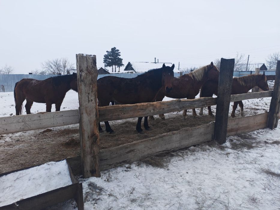 Айғыр сатылады..