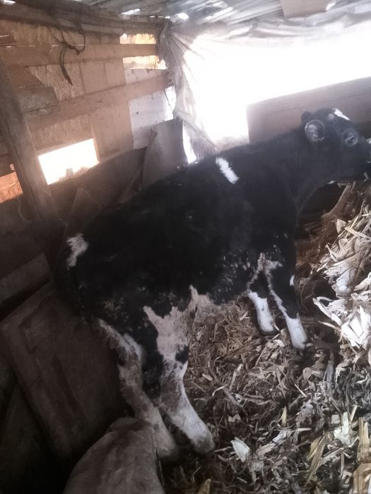 De vânzare 4 tăurași