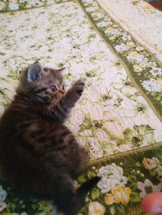 Продам котёнка экзот