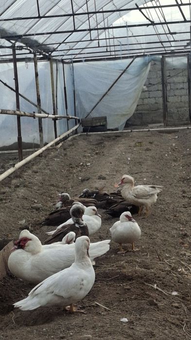 Indautkalar sotiladi