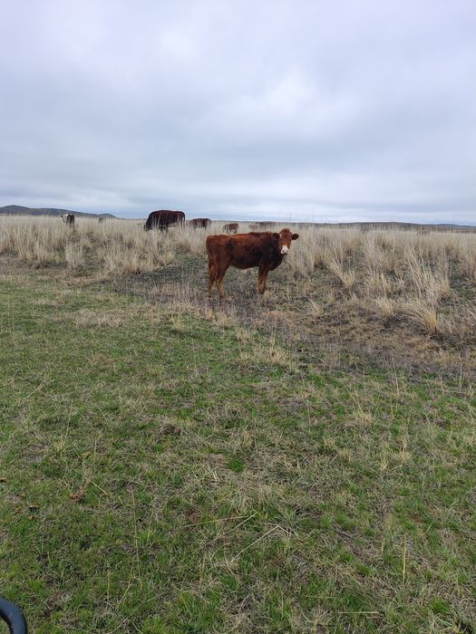 Коровы тайыншалар