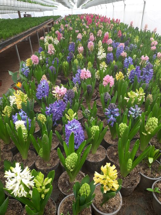 Vând zambile cyclamen primula