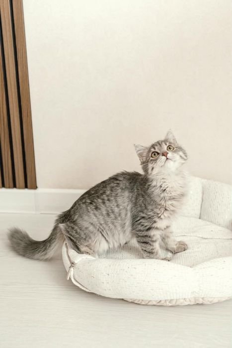 Котенок Маруся ищет дом!