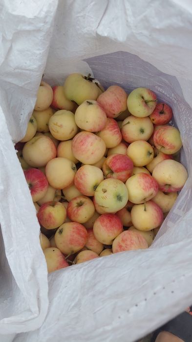 Продам ранетки крупные