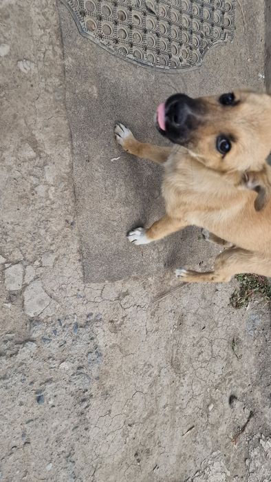 Отдам щенка сучка даром