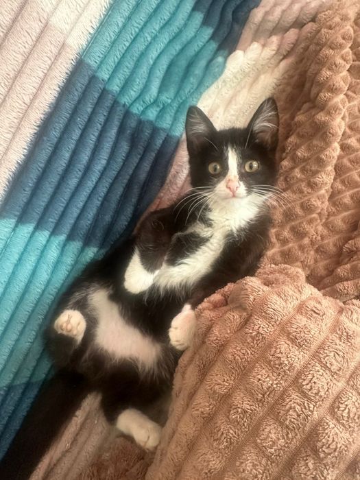 Отдам котенка бесплатно