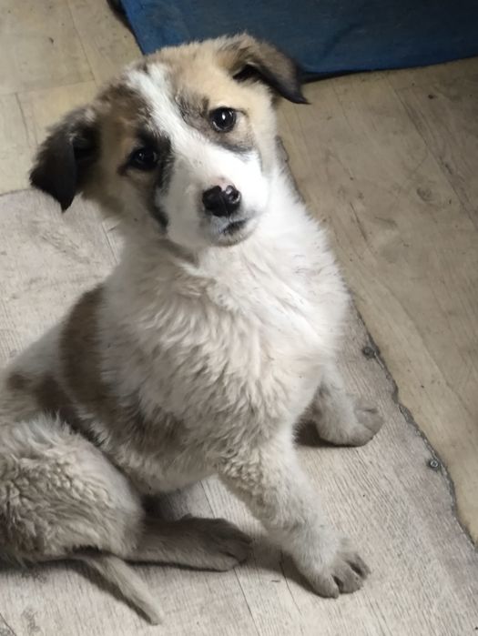 Отдам щенка девочка в хорошие руки