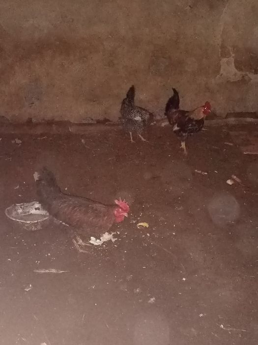 Продам Петухов молодых цветные