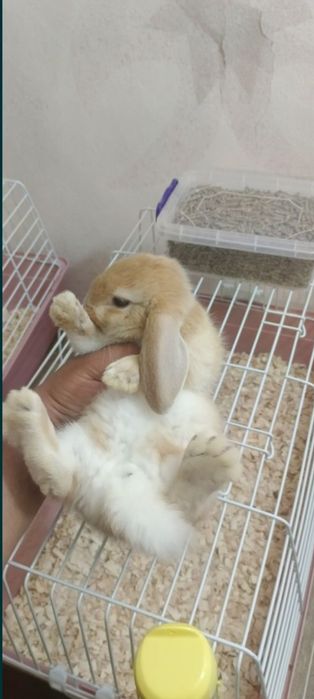 Дикаративный карликовый кролики