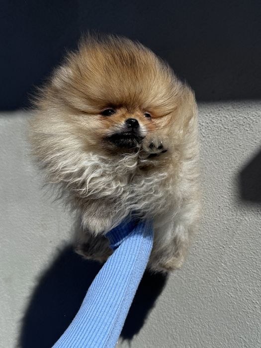 Померан/Pomeranian