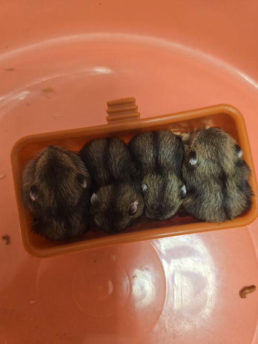 Продавам Мини Хамстери