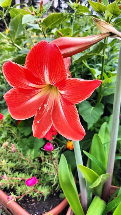 Гиппеаструм  комнатный цветок