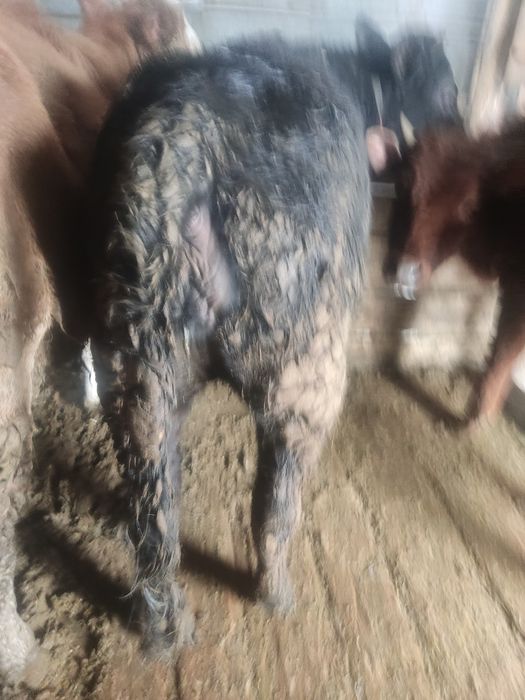 В продаже годовалая телка