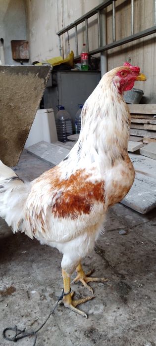 Sog'lom va baquvat xo'rozlar