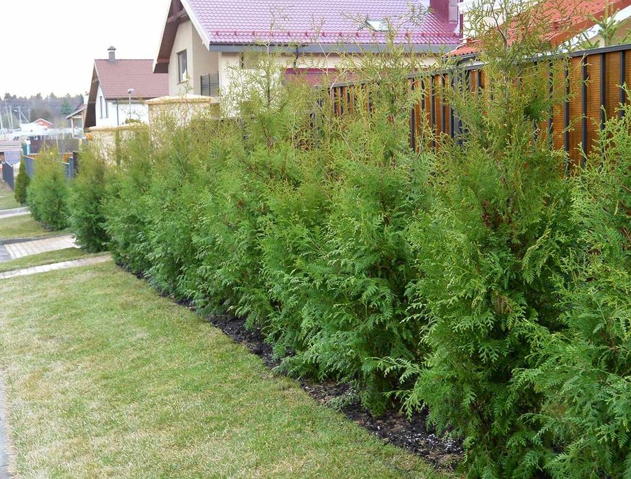 Арча кучатлари бор  узбекистон буйлаб етказб берилади.