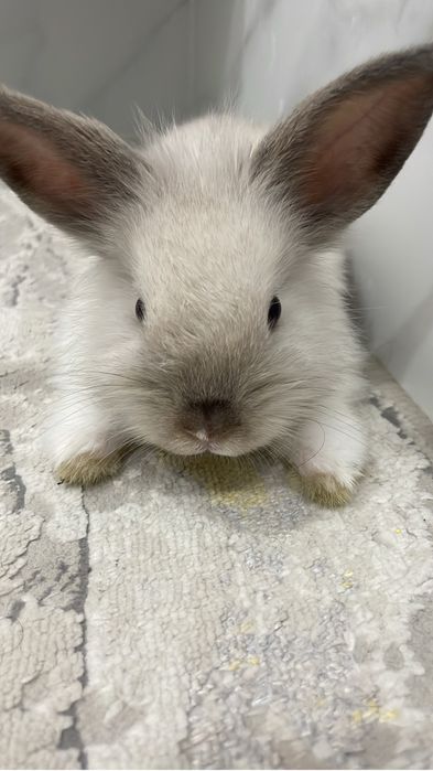 Продам Декоративного кролика