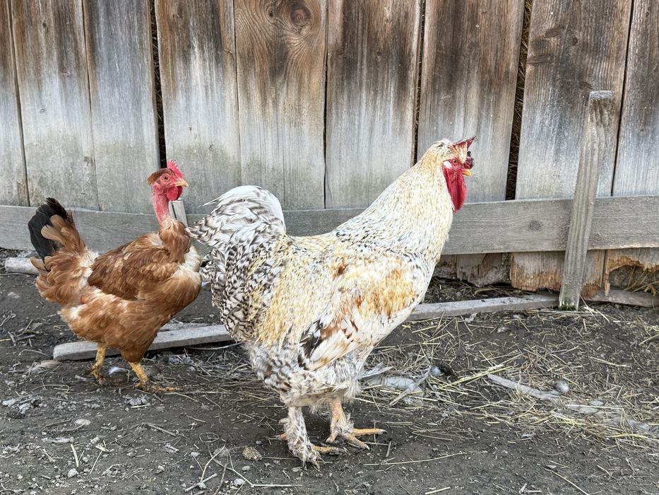 Vand Cocoș de casă