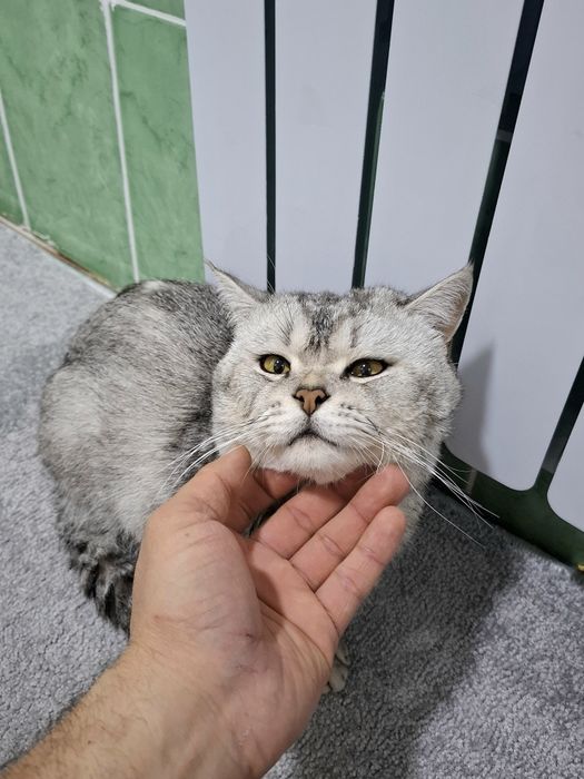 Продам срочно британский шиншилла серебристый страйт чистокровный маль