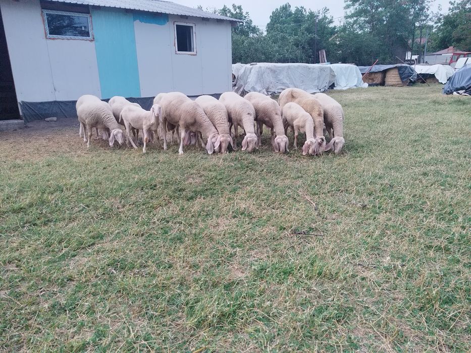 Oi bergamasca rasa pura