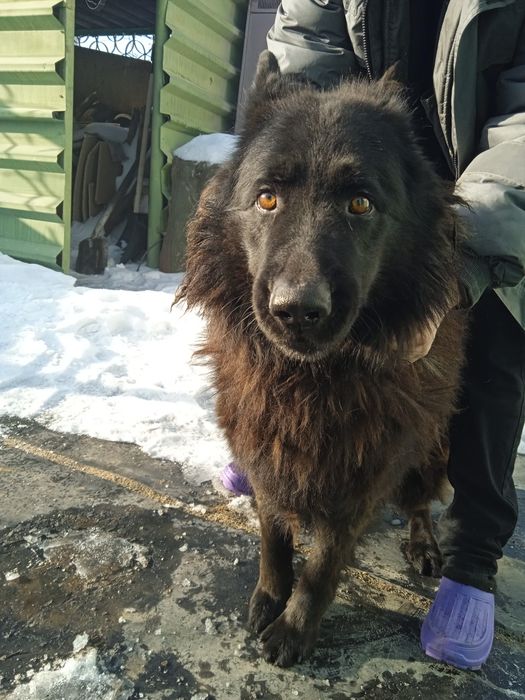 Вязка немецкой овчарки