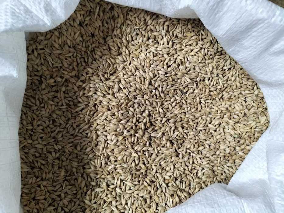 Lucerna granulata, grau, orz, porumb, sroturi floare/soia, uruiala