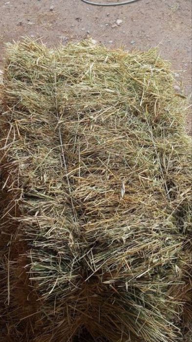 Беда, Сомон, Пичан, Ер ёнгок, Мош пресс,Янток,