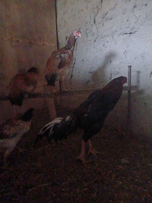 Тухумлар сотилади