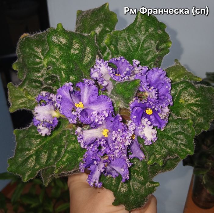 Продам фиалки взрослые