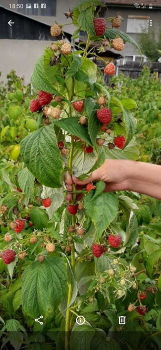 Zmeura dragoni zmeura POLKA