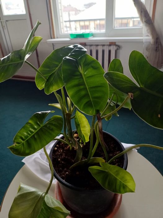 Фил Бурле Макс 2000