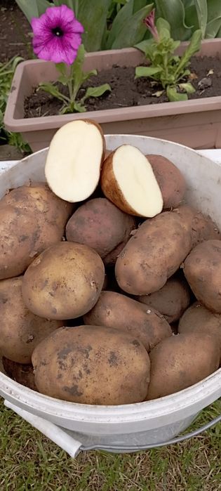 Продам картофель,есть семенной
